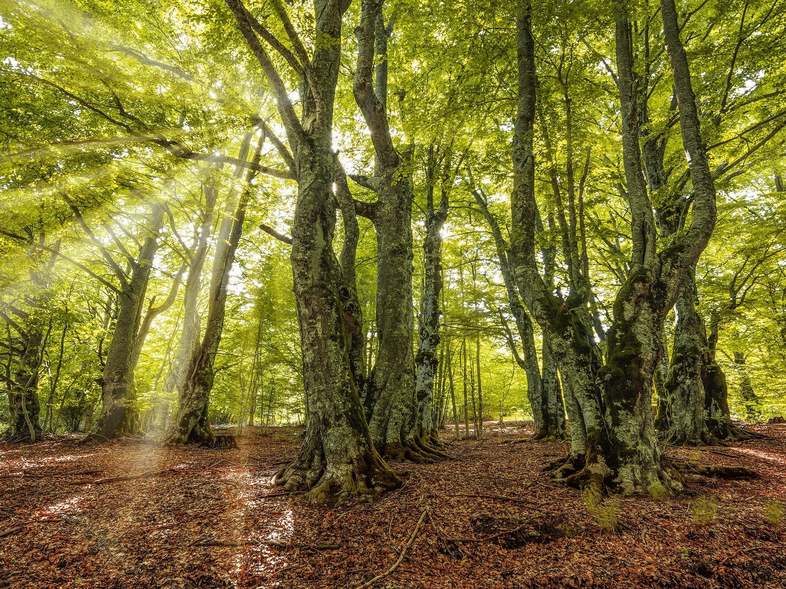 Обои свет, зелень, лес, лучи, листва, осень, light, greens, forest, rays, foliage, autumn разрешение 3840x2160 Загрузить