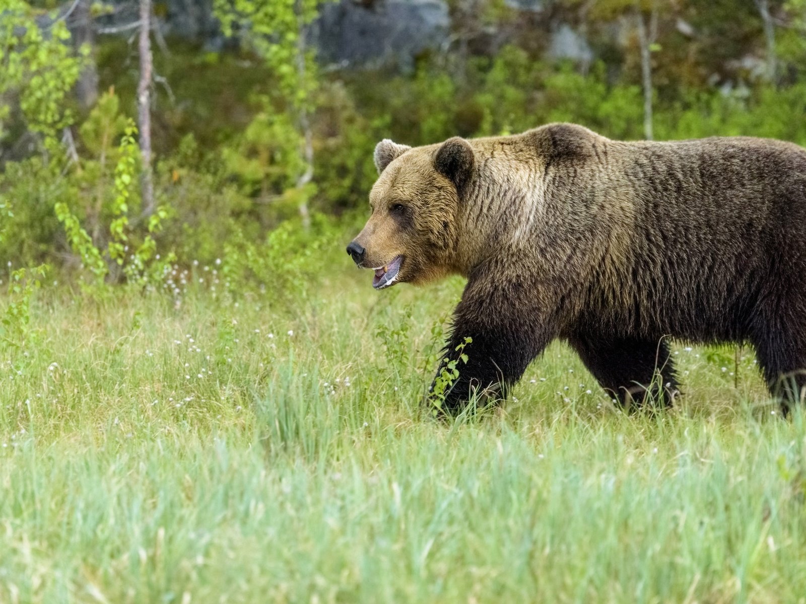 Обои трава, медведь, поляна, прогулка, grass, bear, glade, walk разрешение 3840x2160 Загрузить