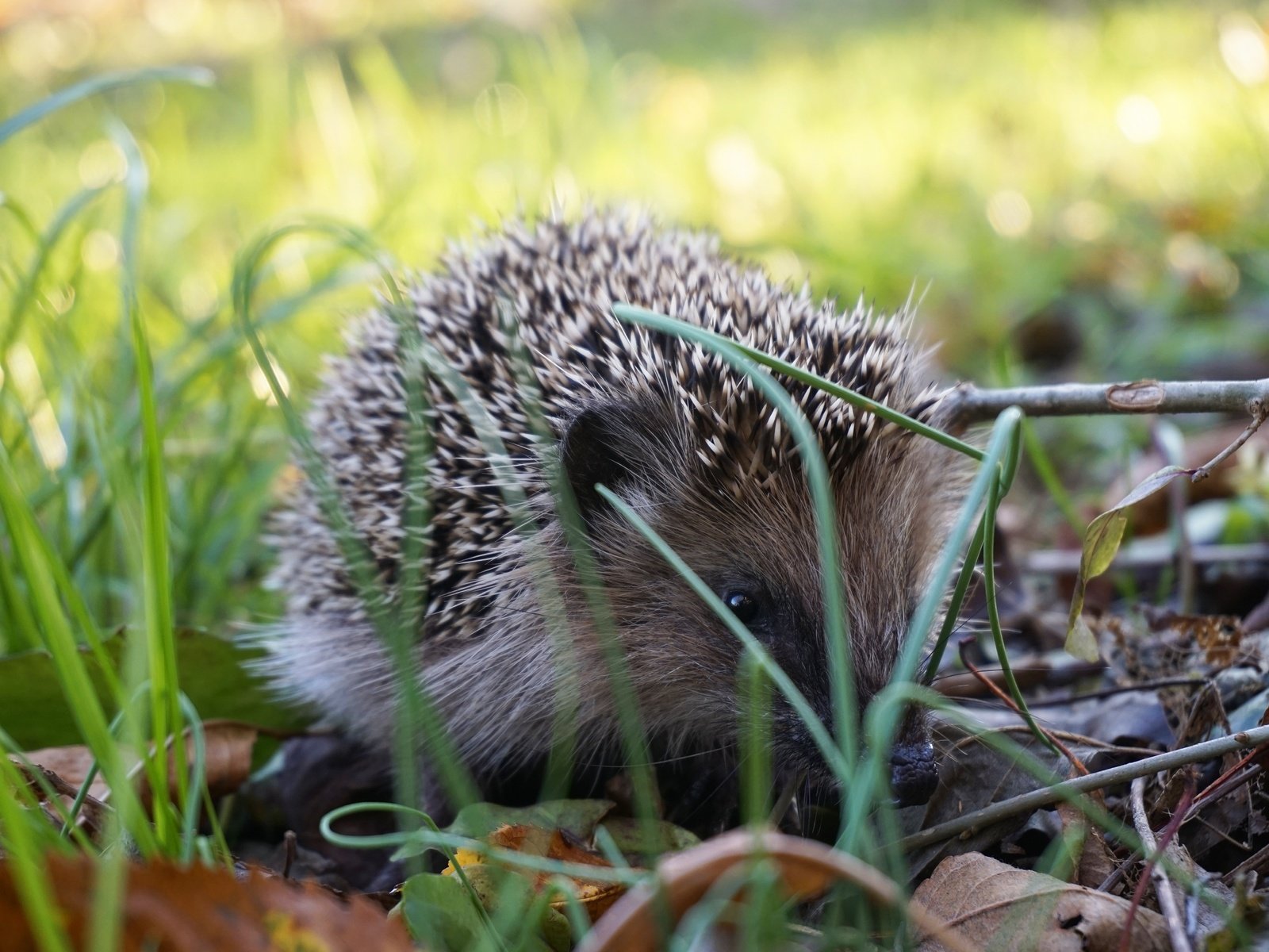 Обои трава, природа, ежик, еж, grass, nature, hedgehog разрешение 3840x2560 Загрузить