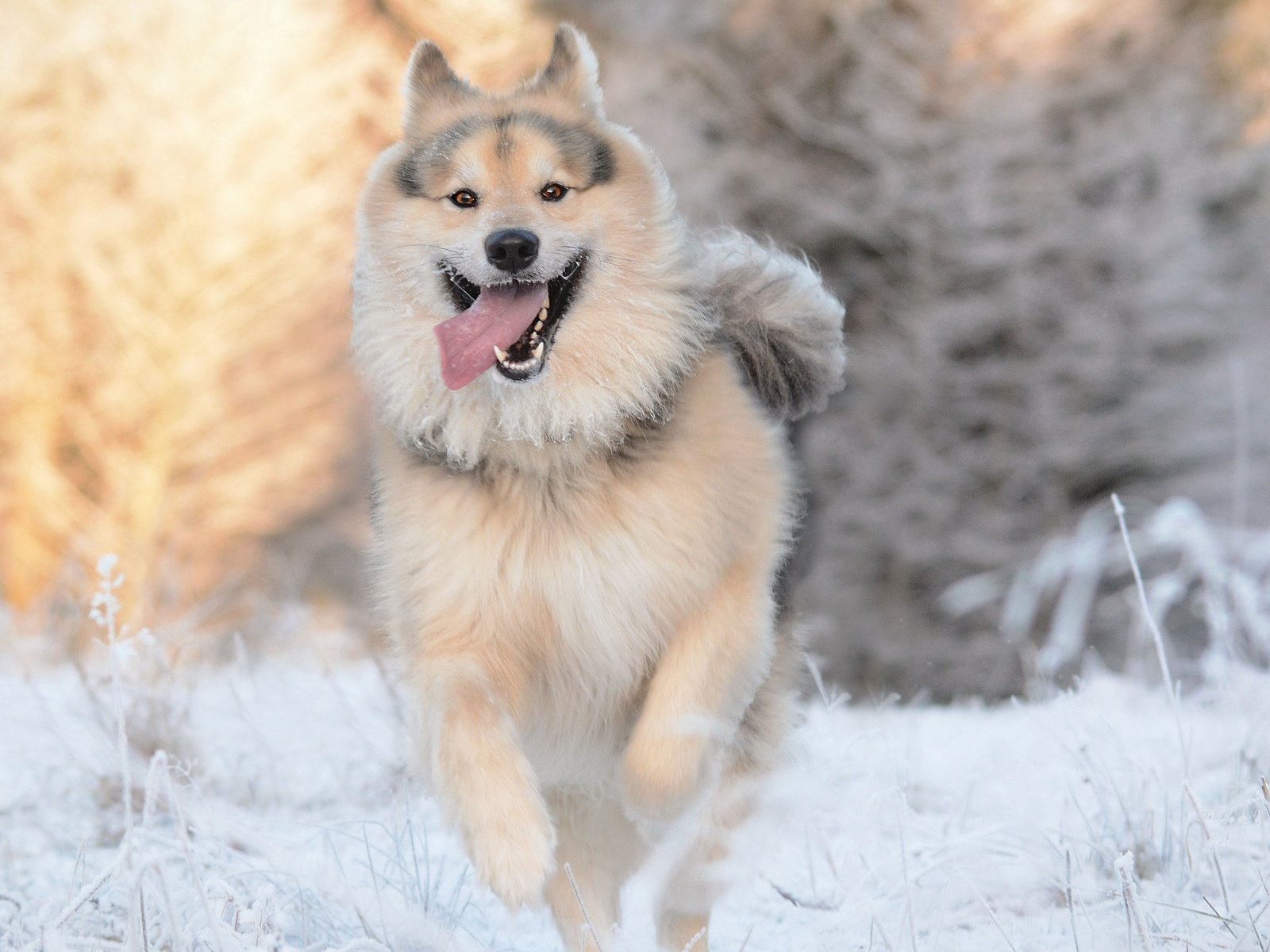 Обои зима, собака, друг, winter, dog, each разрешение 3840x2160 Загрузить
