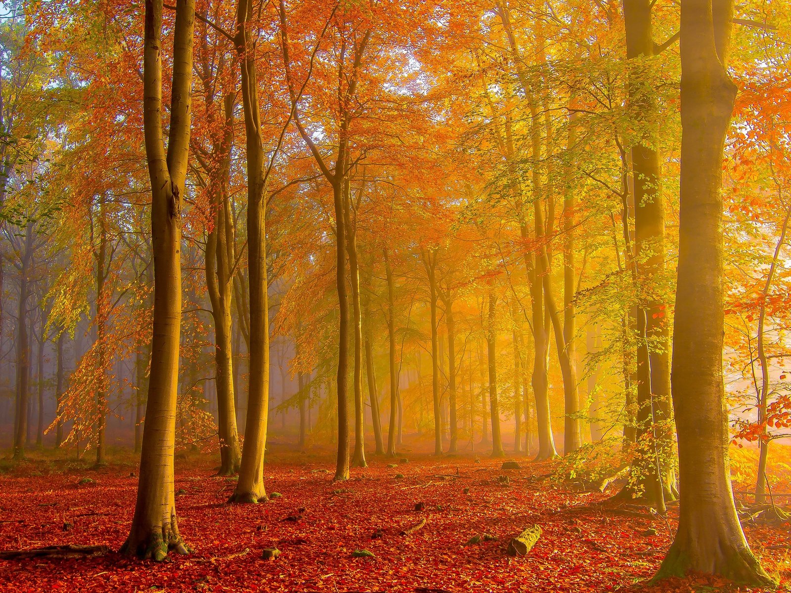 Обои лес, осень, золотая осень, forest, autumn, golden autumn разрешение 5971x3359 Загрузить