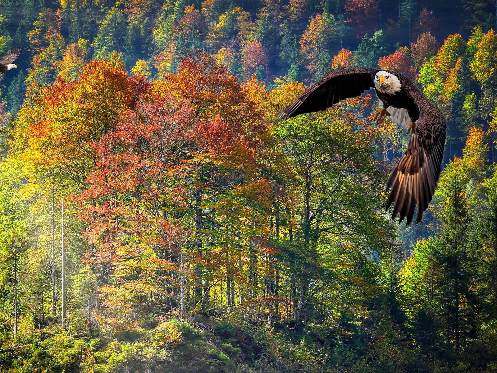 Обои лес, полет, осень, рендеринг, белоголовый орлан, forest, flight, autumn, rendering, bald eagle разрешение 2560x1440 Загрузить