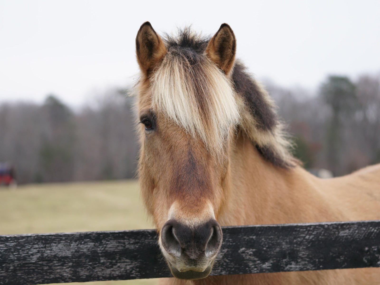 Обои морда, лошадь, портрет, ограждение, конь, грива, face, horse, portrait, the fence, mane разрешение 6000x4000 Загрузить