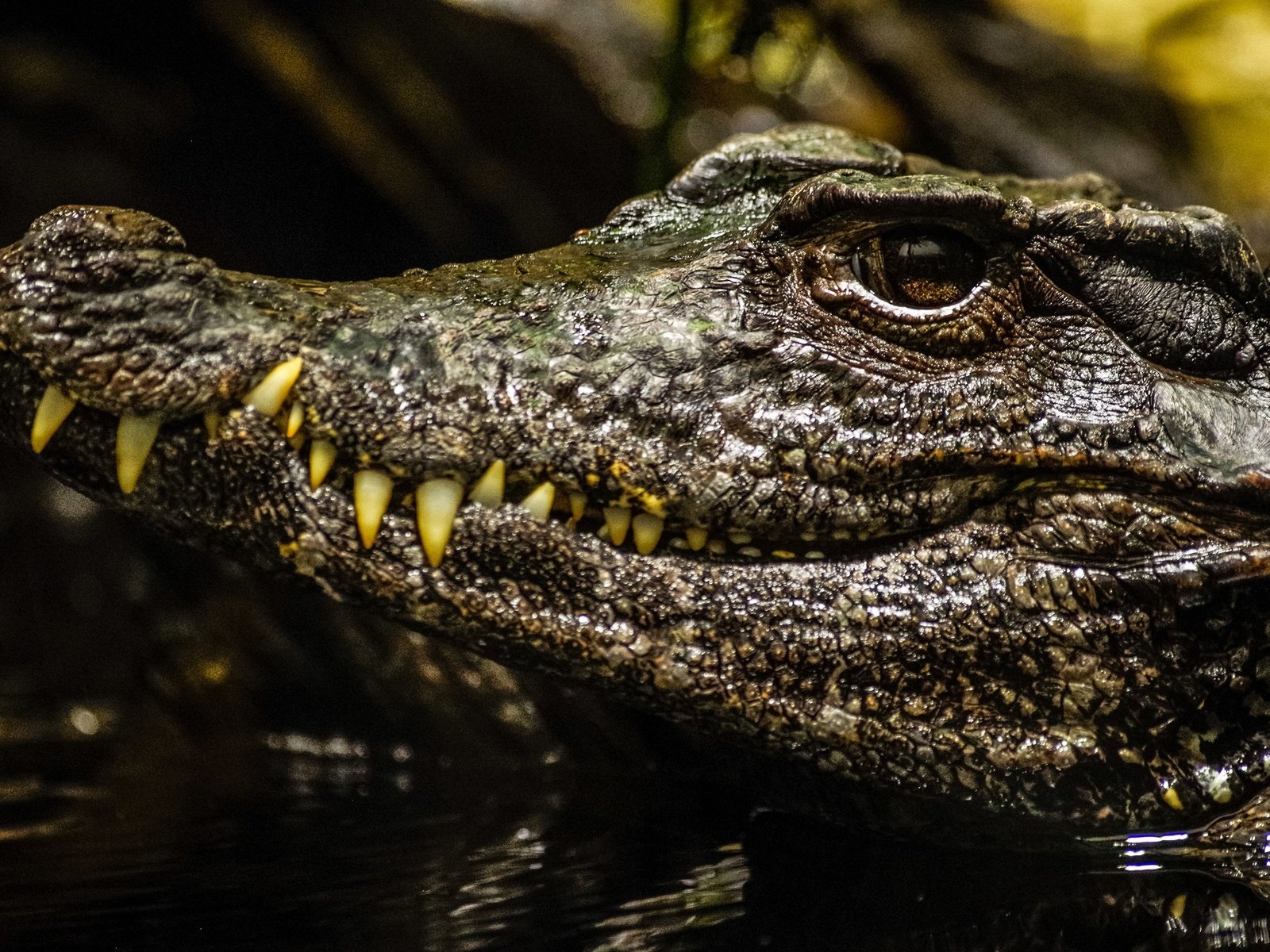 Обои морда, взгляд, крокодил, face, look, crocodile разрешение 2560x1705 Загрузить