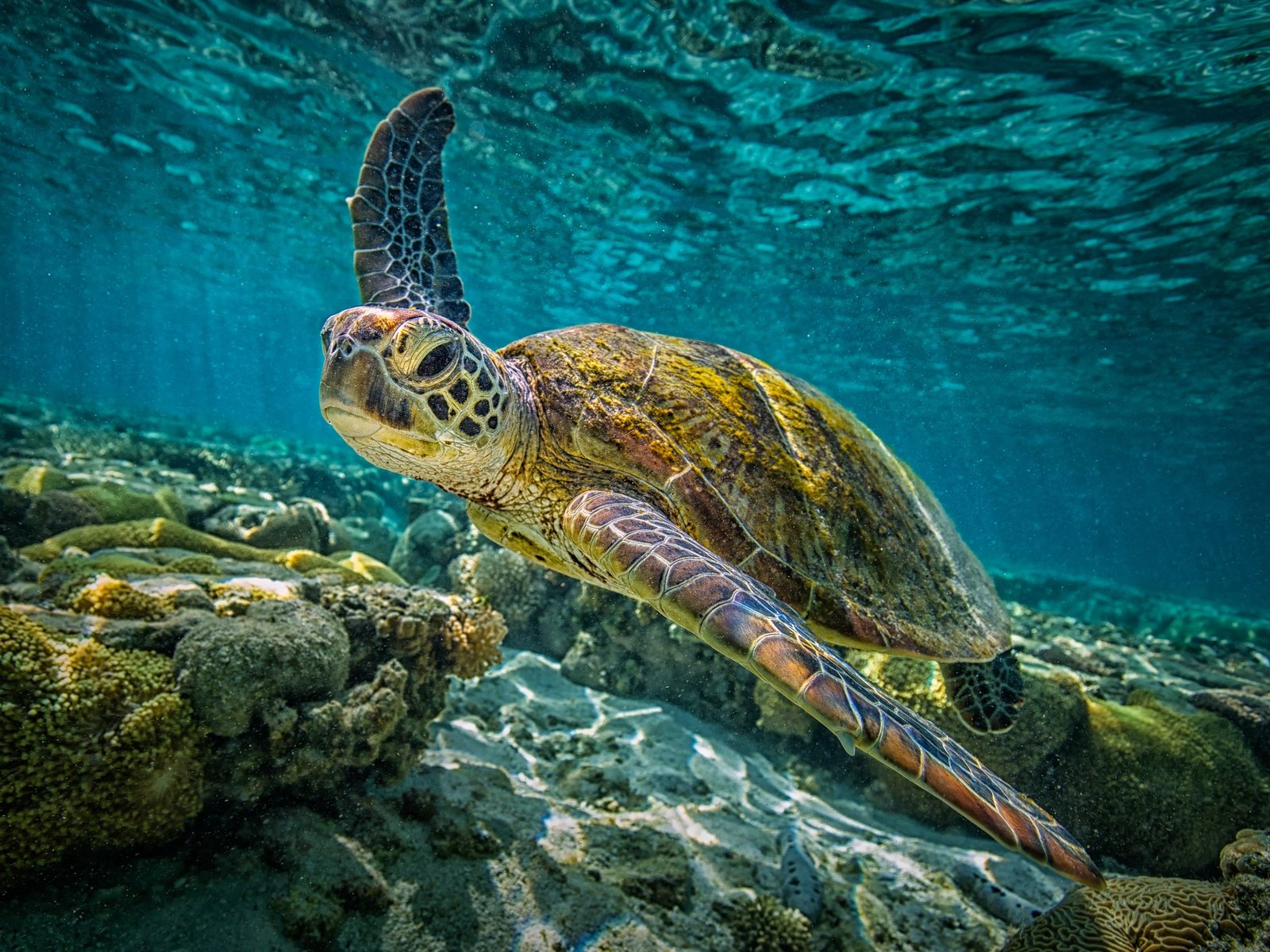 Обои море, морская черепаха, sea, sea turtle разрешение 4000x2667 Загрузить