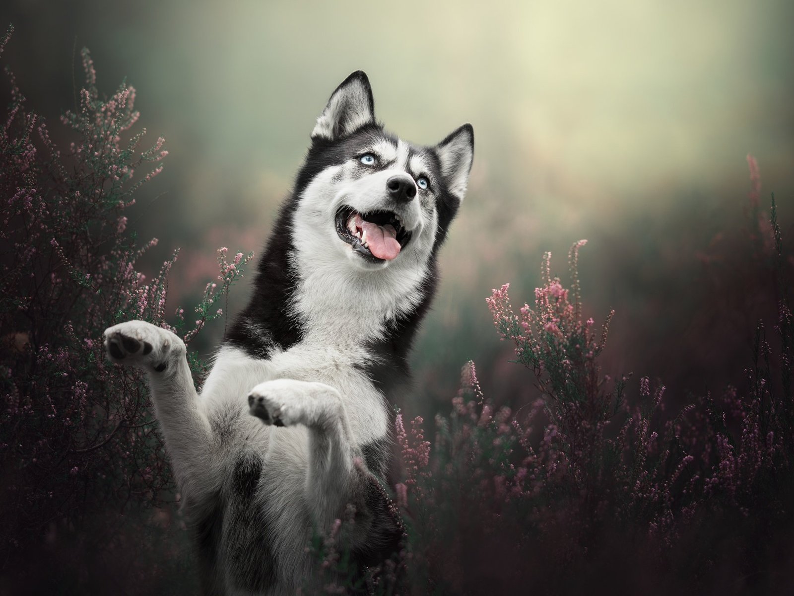 Обои собака, хаски, стойка, вереск, dog, husky, stand, heather разрешение 2048x1365 Загрузить