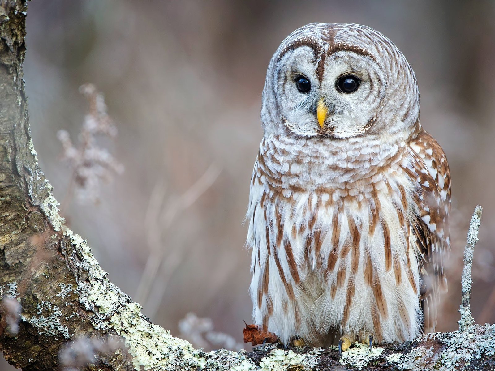 Обои сова, дерево, фон, взгляд, птица, кора, неясыть, owl, tree, background, look, bird, bark разрешение 2560x1440 Загрузить