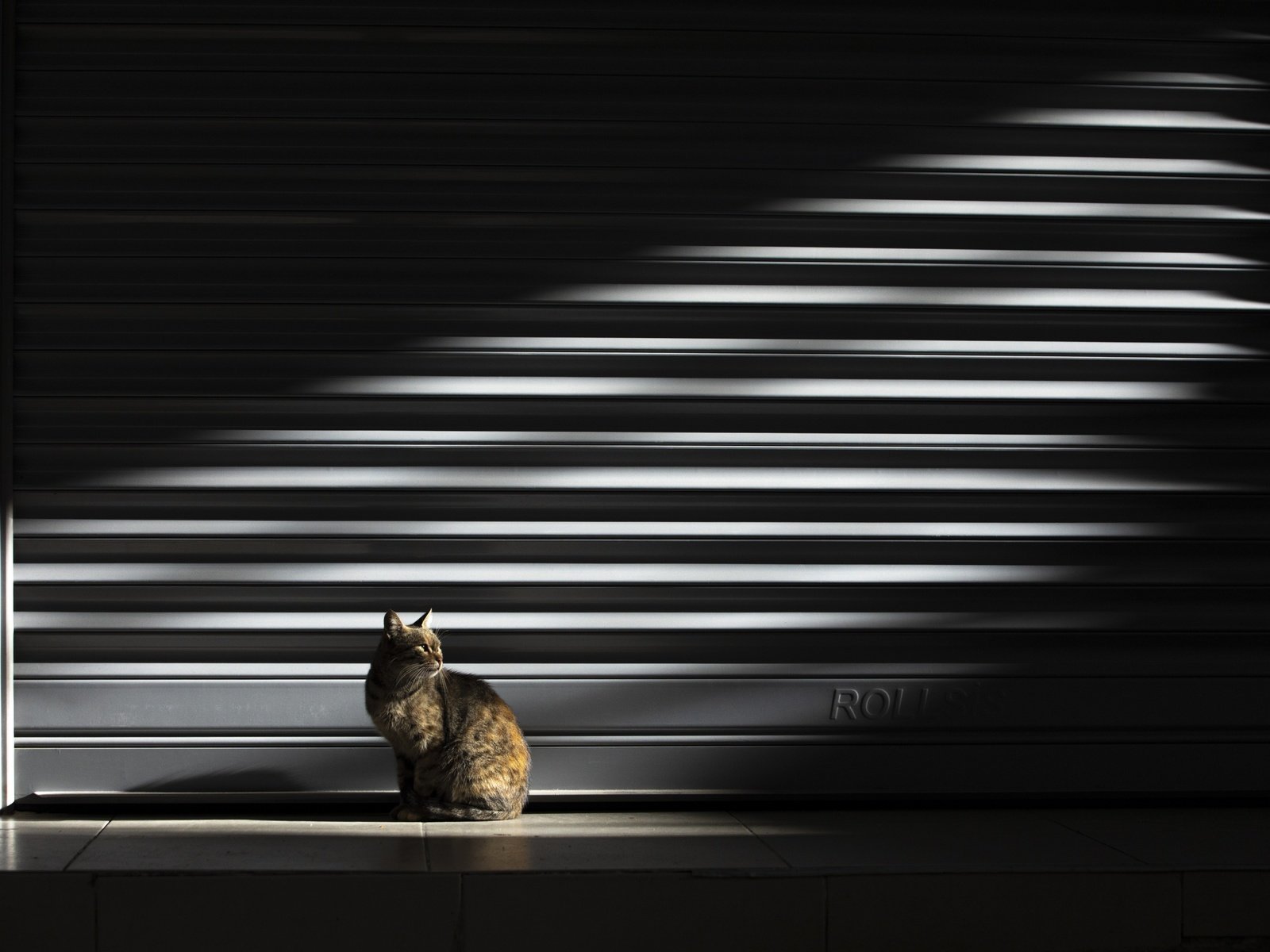 Обои свет, кошка, light, cat разрешение 2500x1667 Загрузить