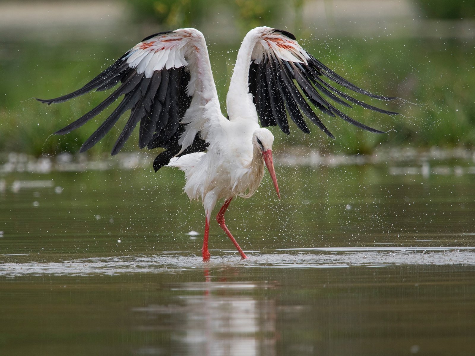 Обои вода, крылья, брызги, птица, аист, water, wings, squirt, bird, stork разрешение 1920x1280 Загрузить