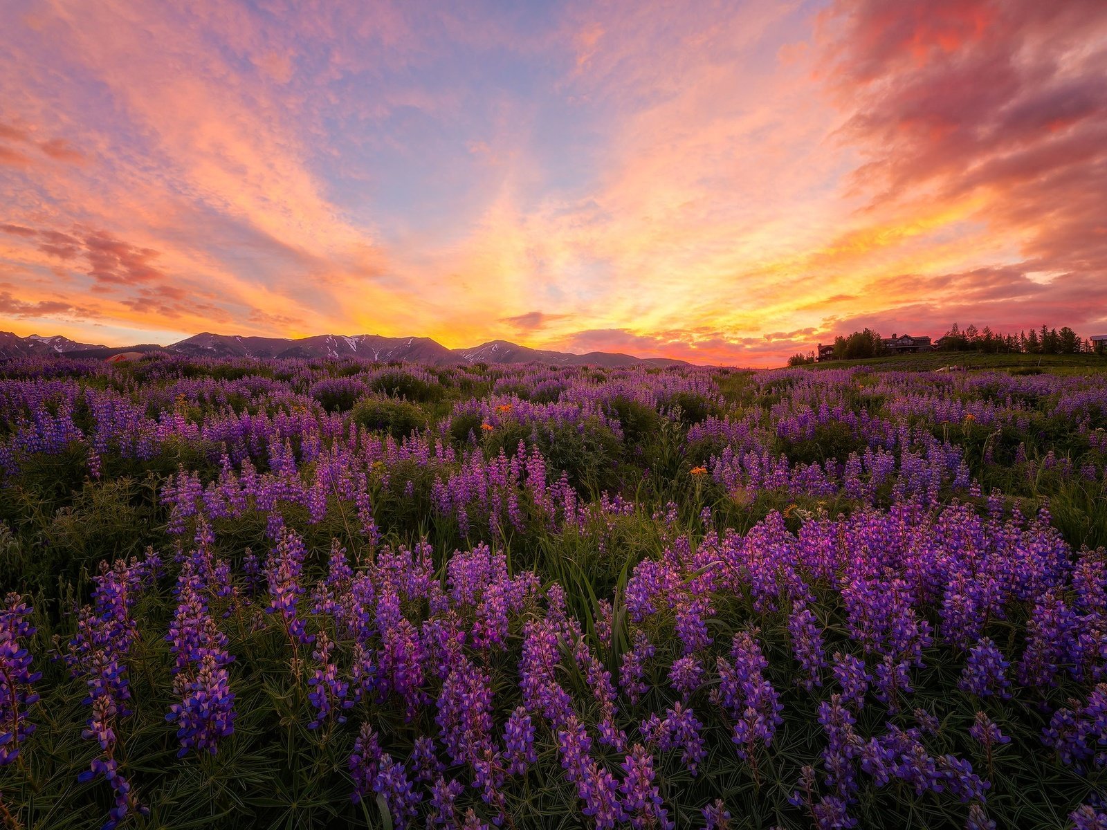 Обои цветы, луг, люпины, flowers, meadow, lupins разрешение 2048x1383 Загрузить