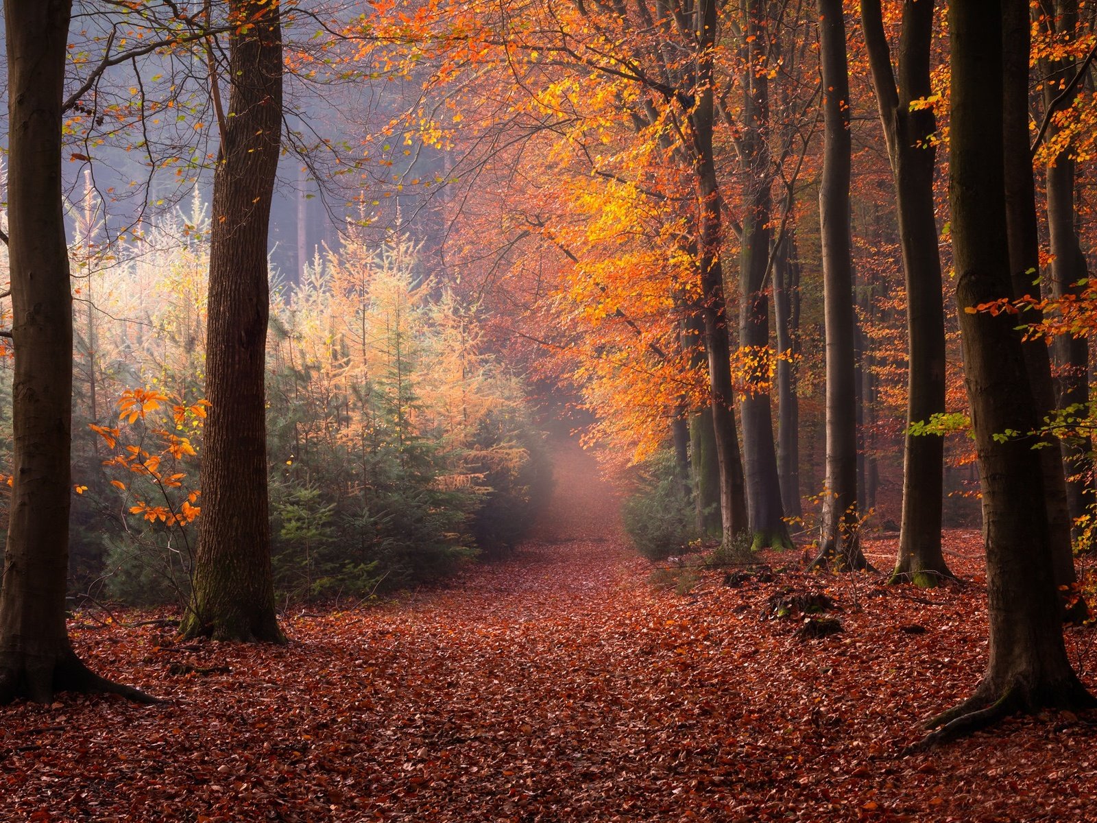 Обои деревья, лес, осень, нидерланды, опавшие листья, trees, forest, autumn, netherlands, fallen leaves разрешение 2048x1365 Загрузить