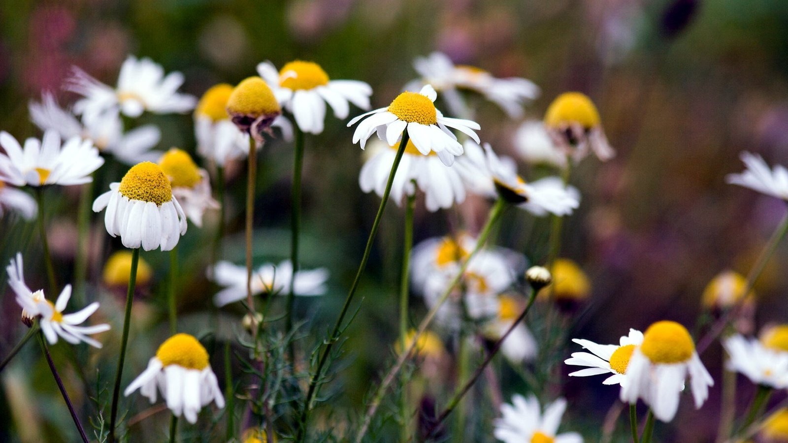 Обои цветы, природа, лето, ромашки, flowers, nature, summer, chamomile разрешение 1920x1200 Загрузить