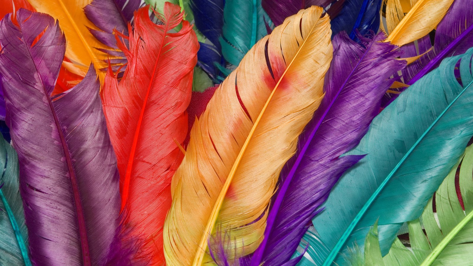 Обои макро, цвет, перья, macro, color, feathers разрешение 1920x1200 Загрузить