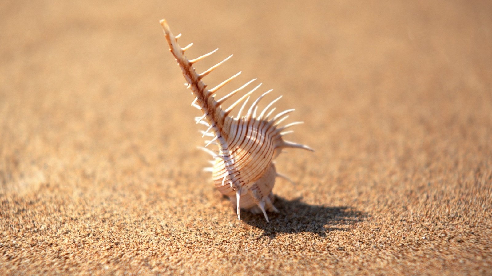 Обои фокус камеры, песок, минимализм, иголки, ракушка, the focus of the camera, sand, minimalism, needles, shell разрешение 1920x1440 Загрузить