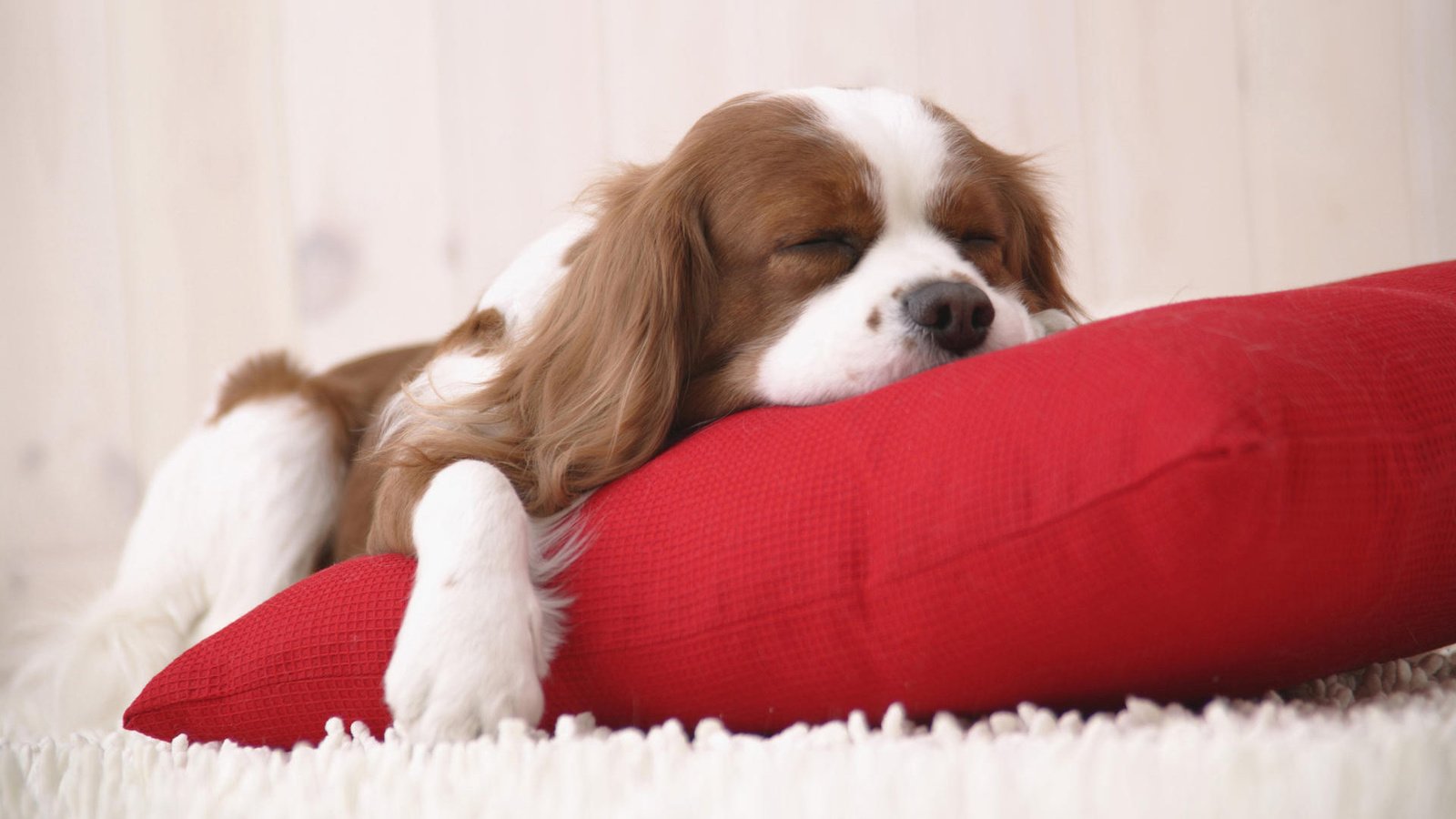 Обои щенок, ковер, подушка, puppy, carpet, pillow разрешение 1920x1200 Загрузить