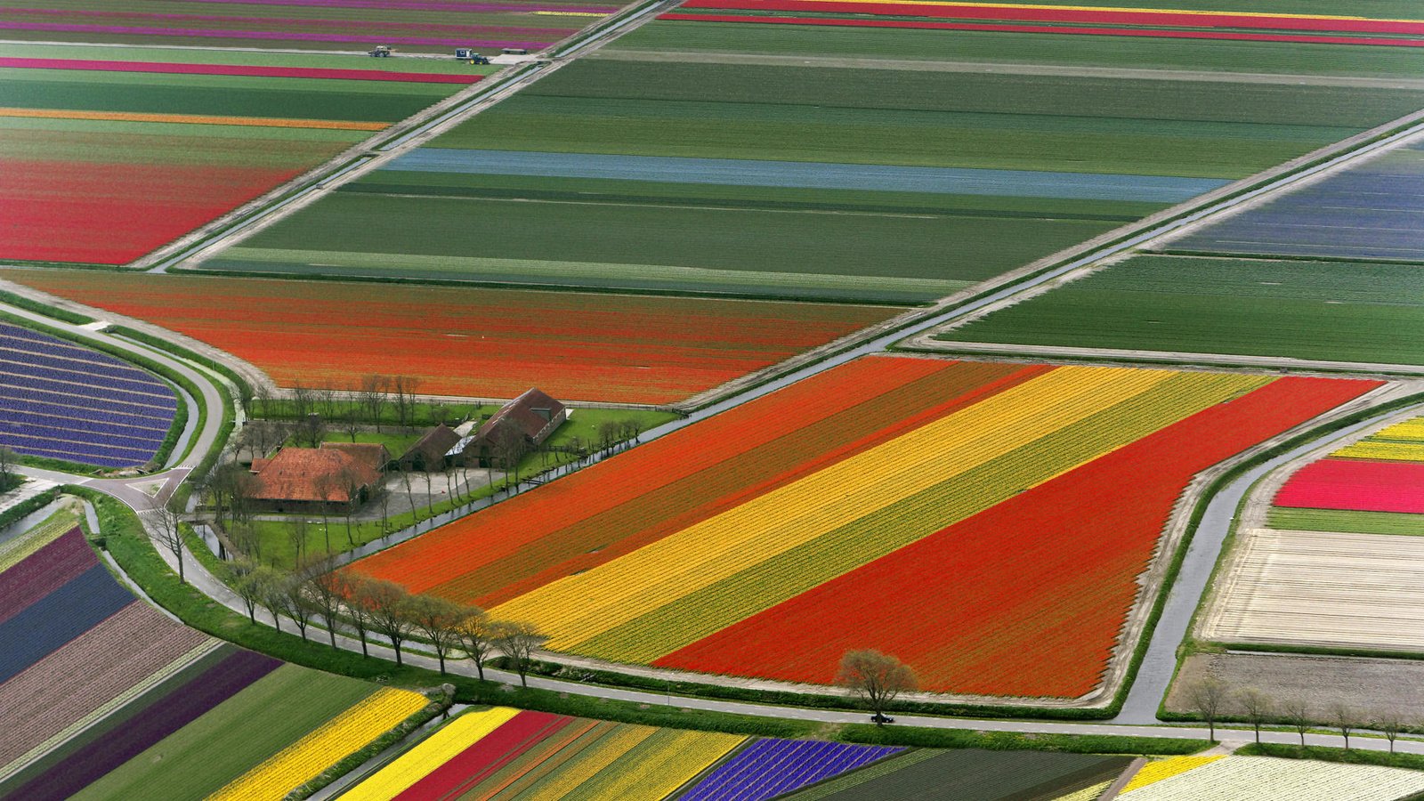 Обои поле, тюльпаны, нидерланды, field, tulips, netherlands разрешение 1920x1080 Загрузить