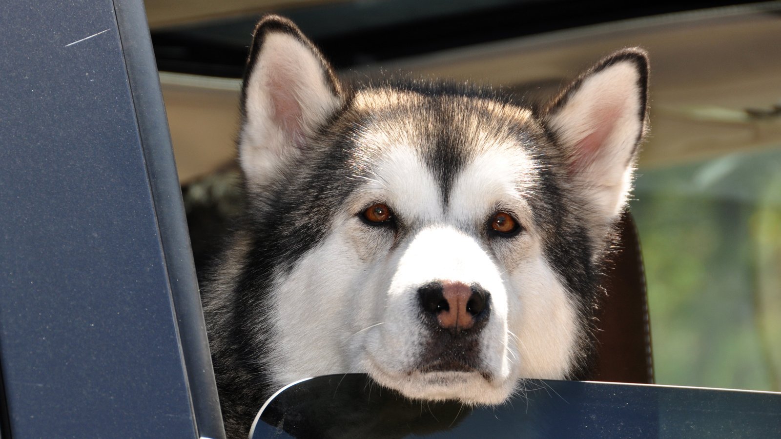 Обои хаски, пес, карие глаза, влажный нос, аляскинский маламут, husky, dog, brown eyes, wet nose, alaskan malamute разрешение 3547x2356 Загрузить