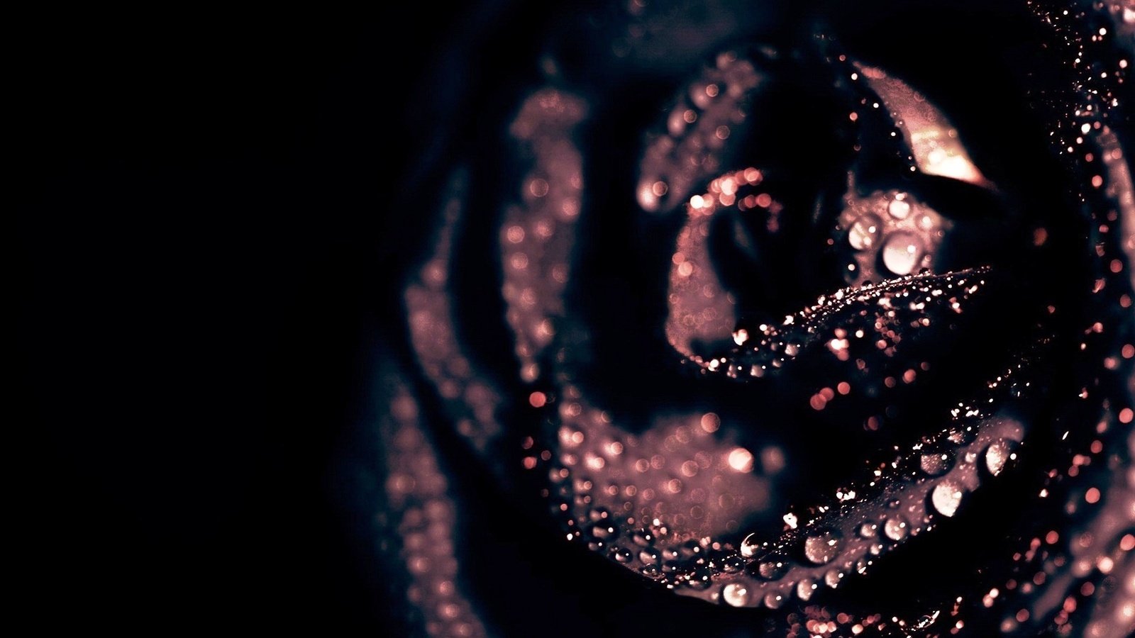 Обои цветок, капли, роза, лепестки, черный, черный фон, flower, drops, rose, petals, black, black background разрешение 1920x1200 Загрузить