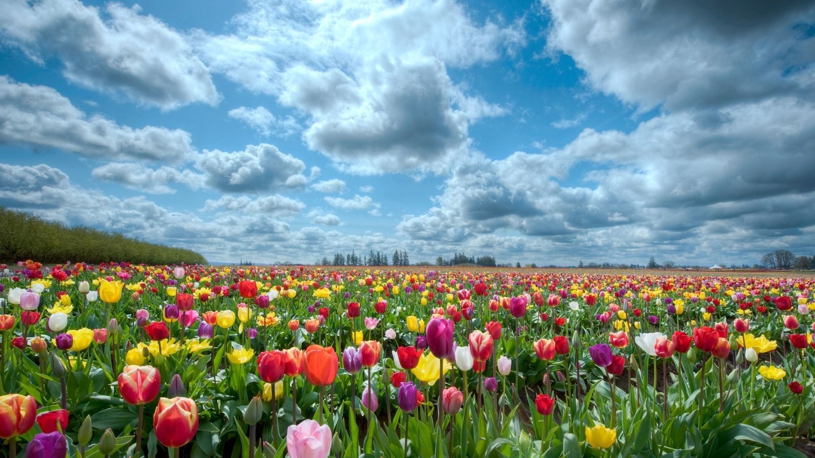 Обои небо, природа, поле, тюльпаны, the sky, nature, field, tulips разрешение 2560x1600 Загрузить