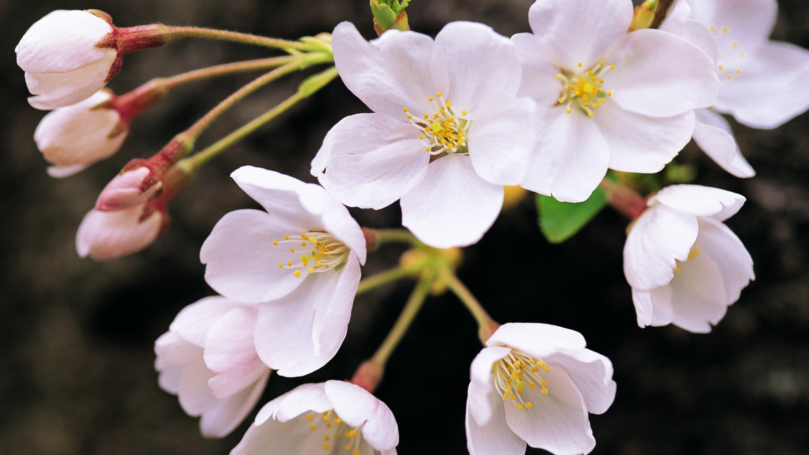 Обои цветы, ветка, цветение, весна, белые, flowers, branch, flowering, spring, white разрешение 1920x1200 Загрузить