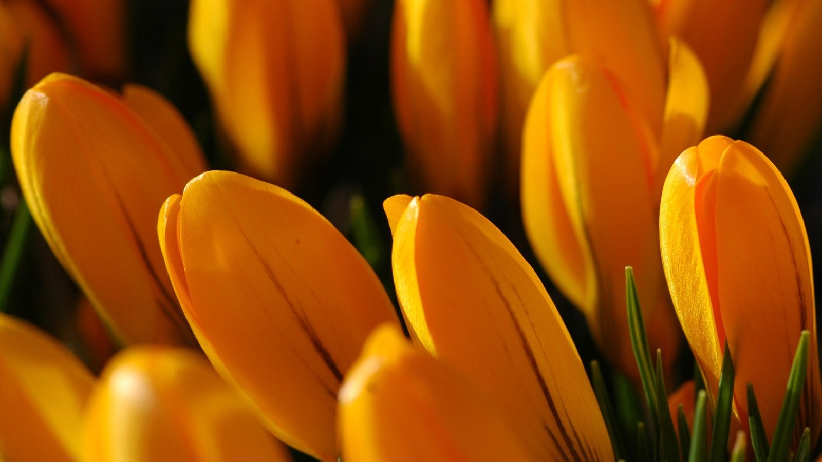 Обои цветы, желтые, крокусы, flowers, yellow, crocuses разрешение 1920x1200 Загрузить