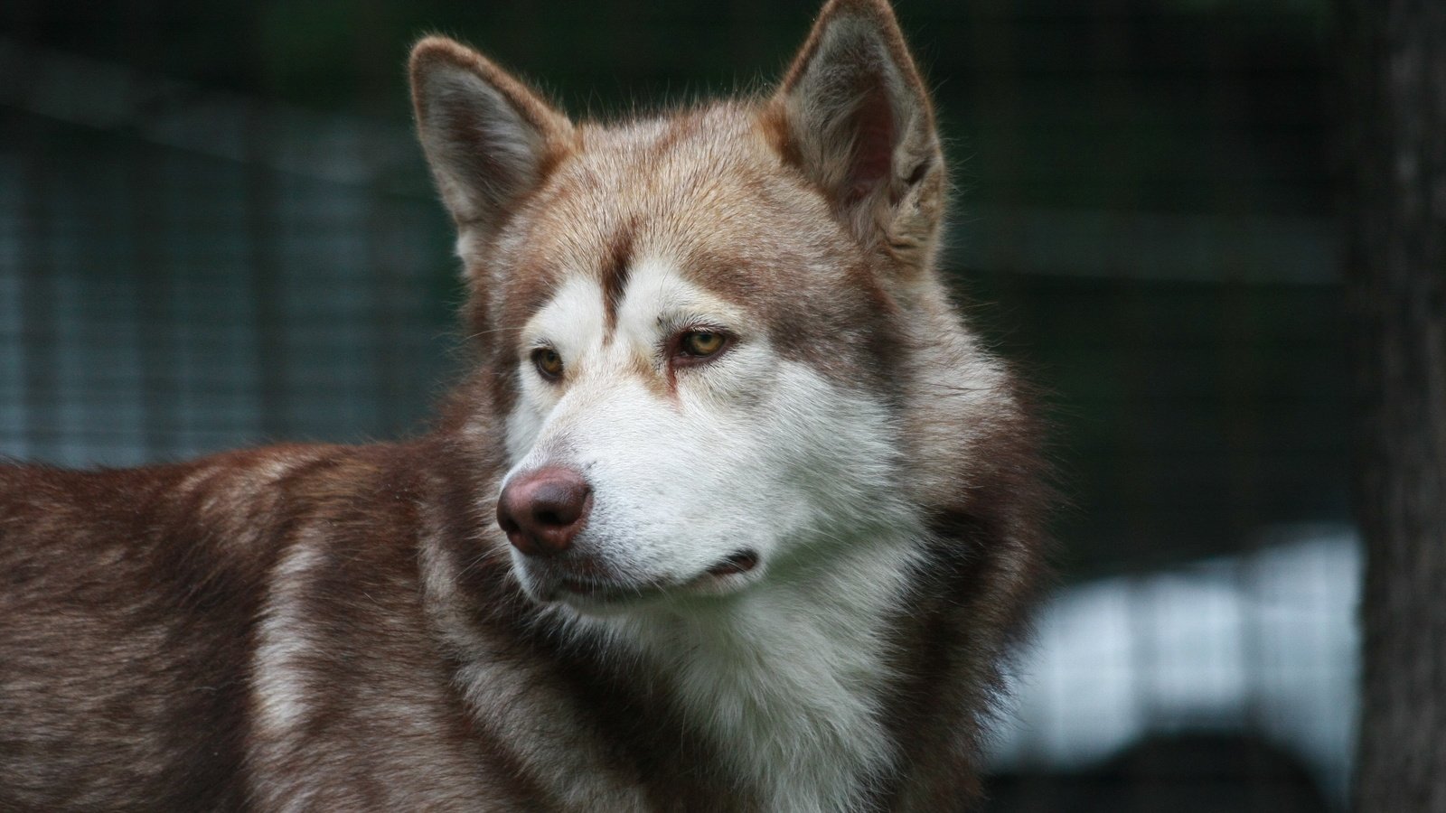 Обои взгляд, собака, хаски, друг, маламут, аляскинский маламут, look, dog, husky, each, malamute, alaskan malamute разрешение 3888x2592 Загрузить