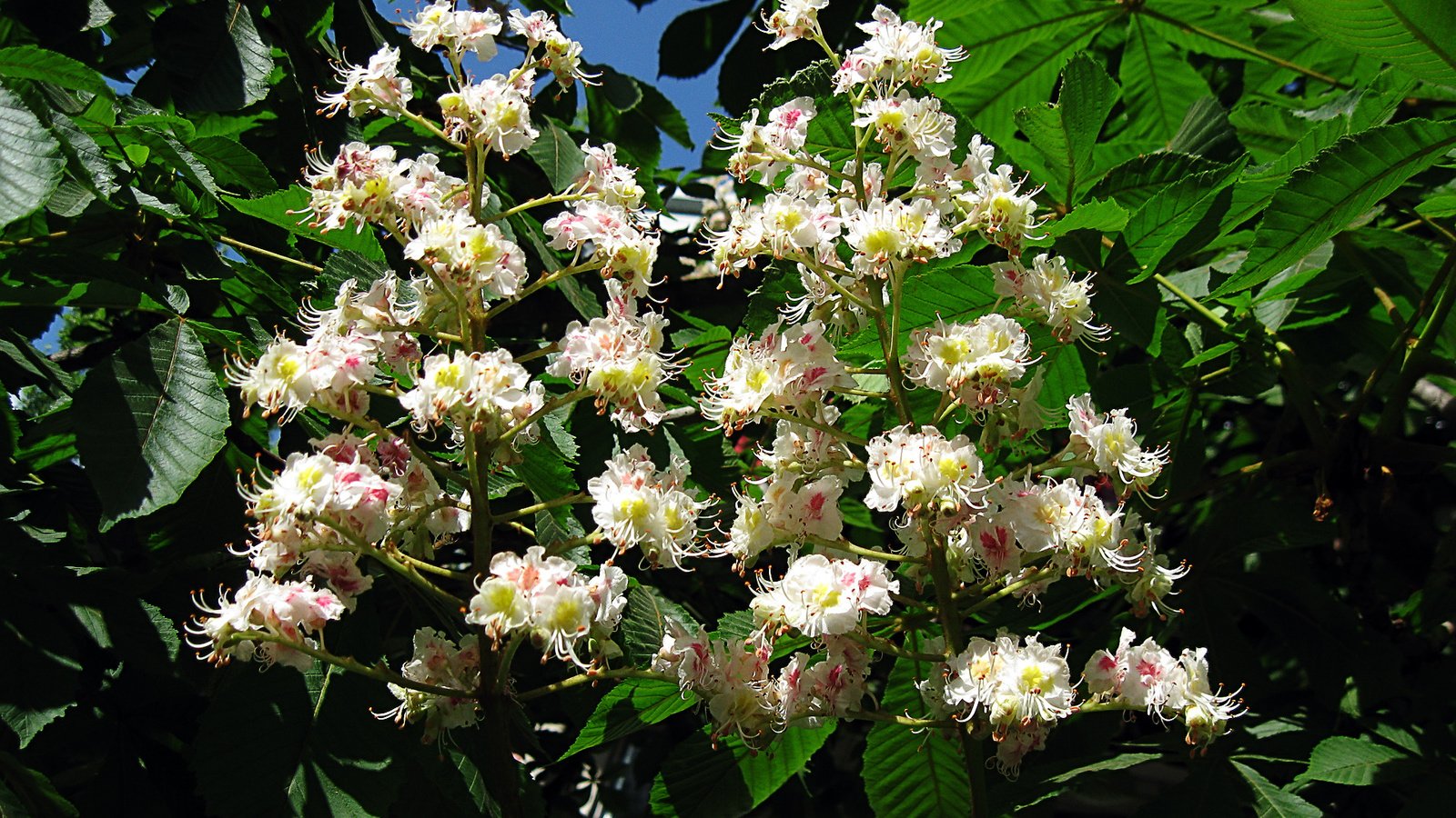 Обои цветы, цветение, листья, ветки, каштан, зеленый листья, flowers, flowering, leaves, branches, chestnut разрешение 1920x1200 Загрузить