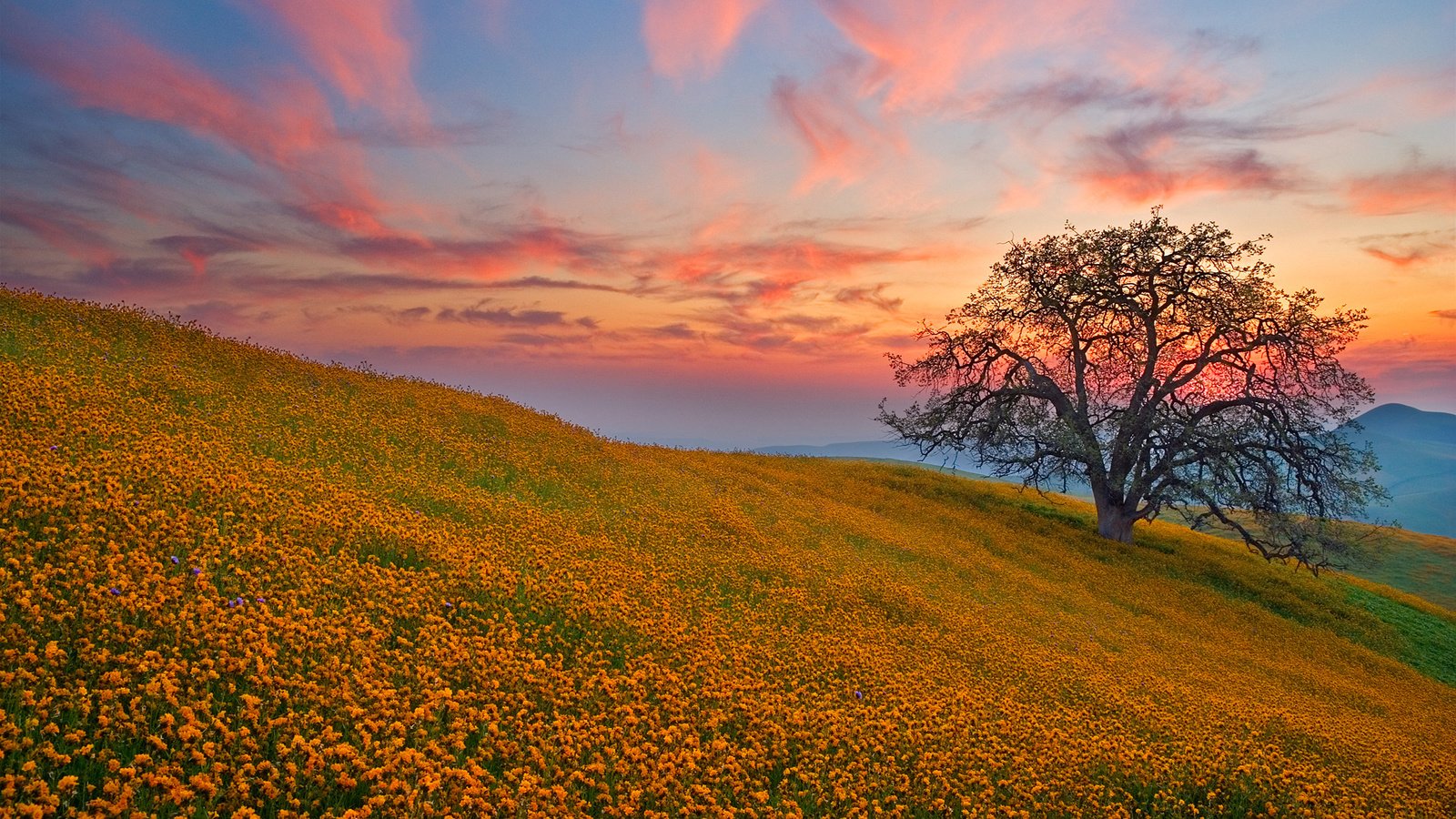 Обои цветы, холмы, дерево, закат, поле, поляна, flowers, hills, tree, sunset, field, glade разрешение 1920x1080 Загрузить