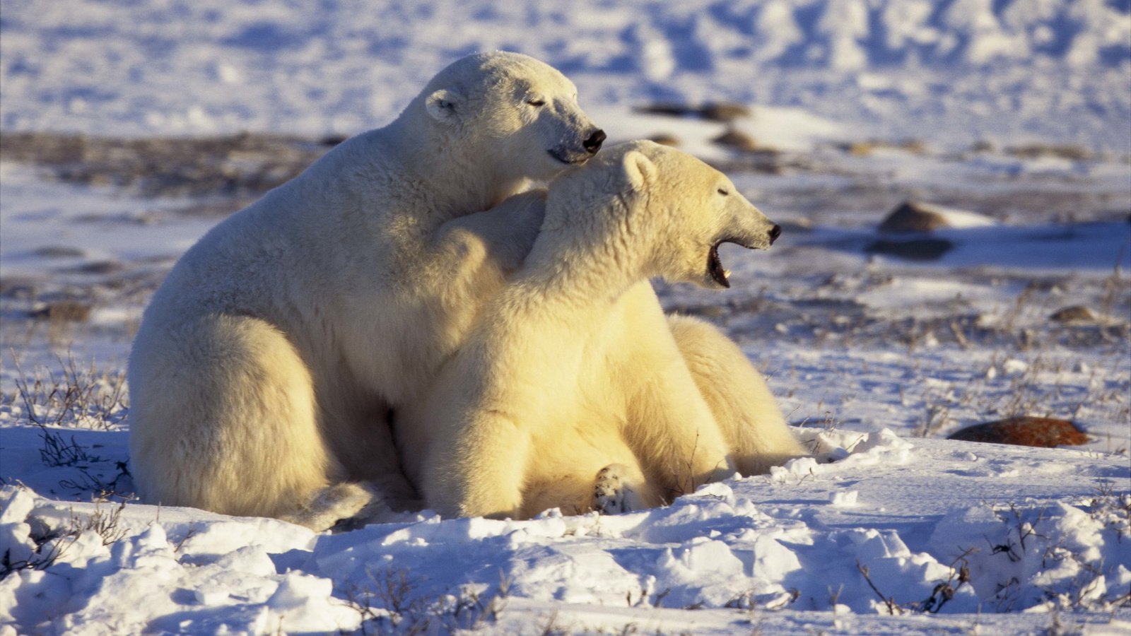 Обои снег, белые, медведи, арктика, snow, white, bears, arctic разрешение 2560x1694 Загрузить