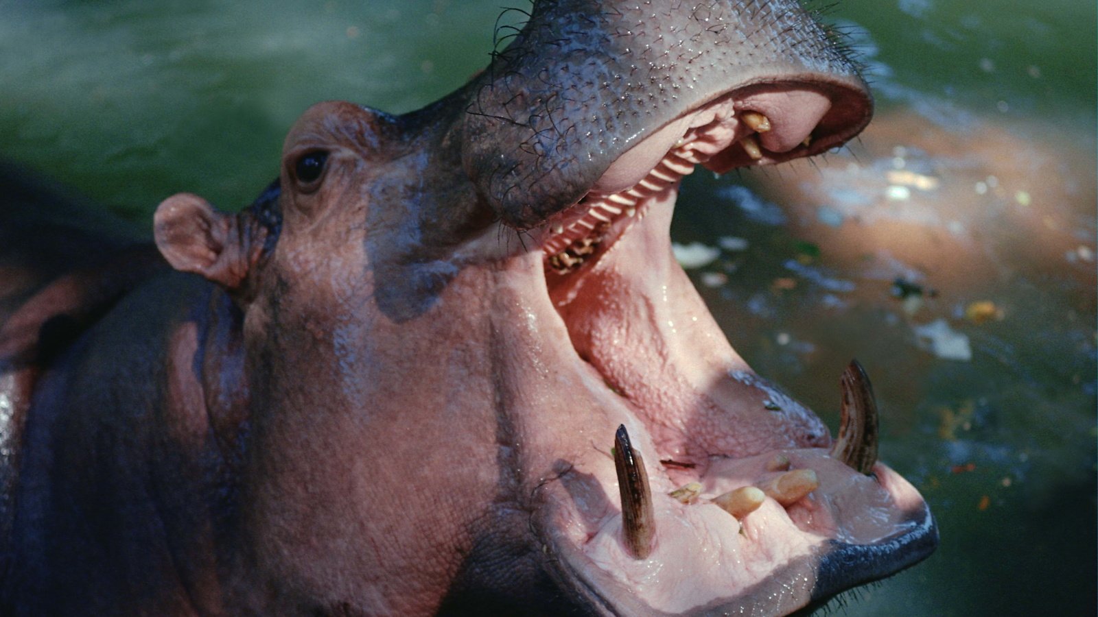 Обои вода, зубы, пасть, бегемот, гиппопотам, water, teeth, mouth, hippo разрешение 3072x2048 Загрузить