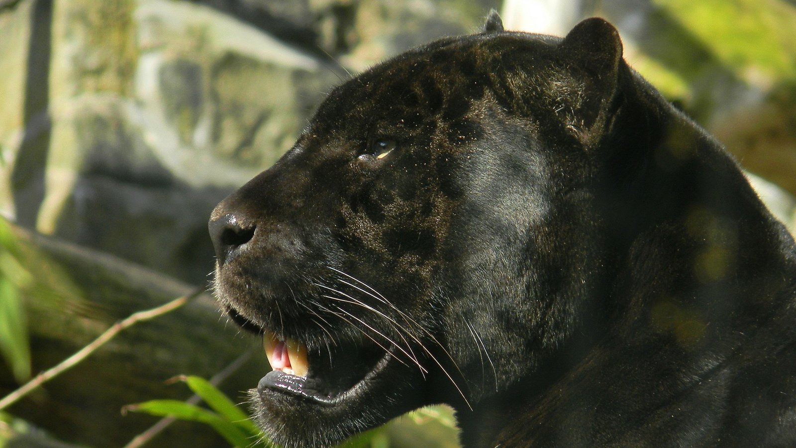 Обои морда, взгляд, хищник, пантера, черная, багира, face, look, predator, panther, black, bagira разрешение 1920x1440 Загрузить
