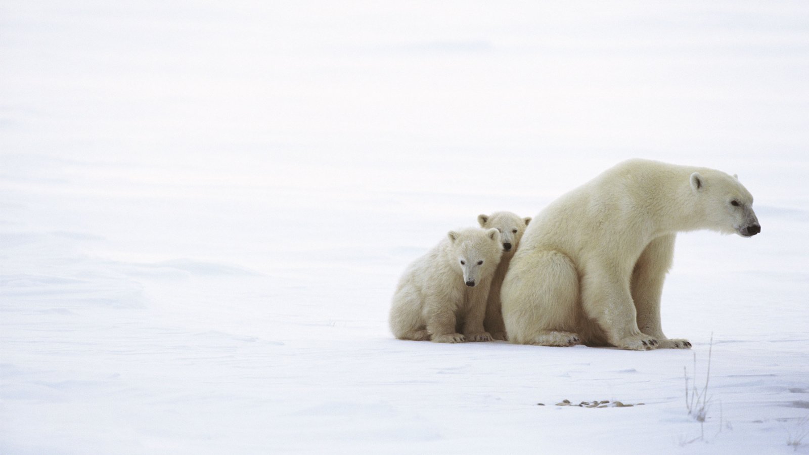 Обои медведь, белый, медведица, медвежата, bear, white, bears разрешение 2560x1600 Загрузить