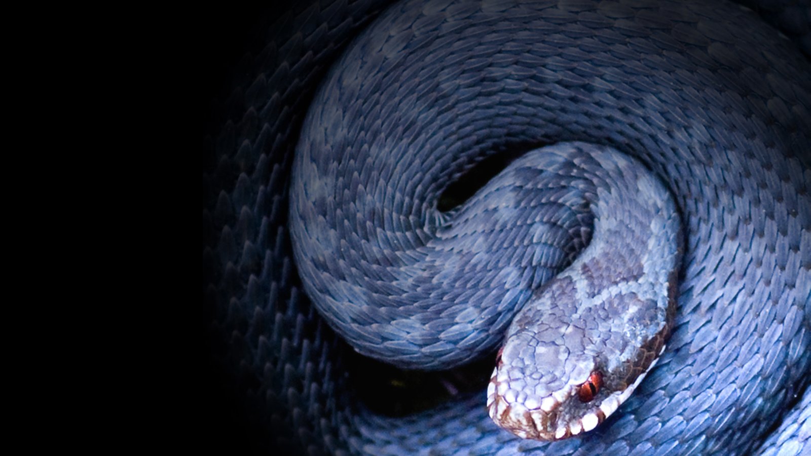 Обои змея, крупный план, рептилия, гадюка, snake, close-up, reptile, viper разрешение 2560x1600 Загрузить