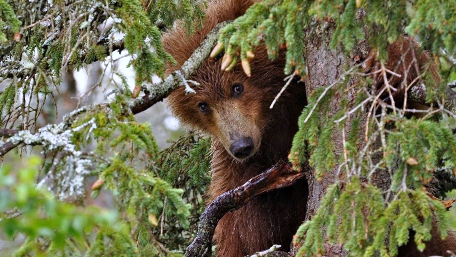 Обои деревья, хвоя, ветки, медведь, trees, needles, branches, bear разрешение 2000x1499 Загрузить