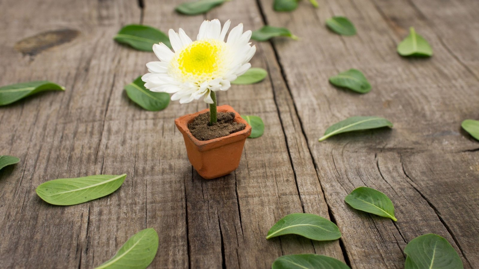 Обои листья, цветок, белый, ромашка, пол, горшочек, leaves, flower, white, daisy, floor, pot разрешение 2880x1800 Загрузить