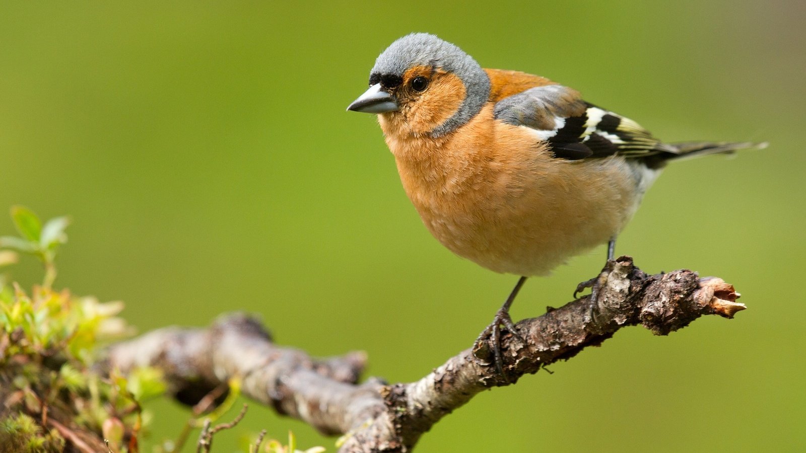 Обои ветка, природа, птицы, зяблик, branch, nature, birds, chaffinch разрешение 2048x1328 Загрузить