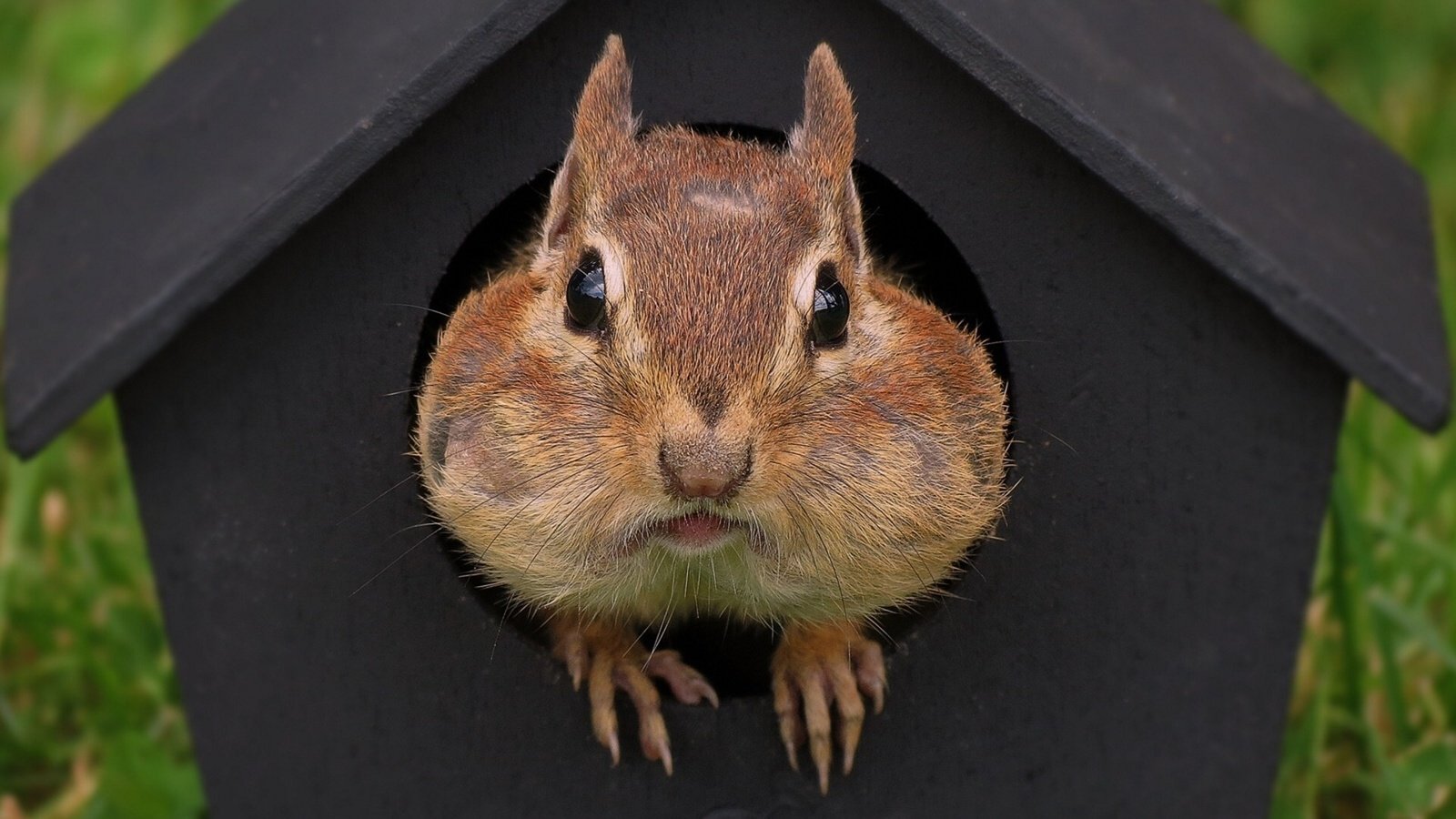 Обои домик, мордашка, зверек, скворечник, бурундук, грызун, house, face, animal, birdhouse, chipmunk, rodent разрешение 1920x1440 Загрузить