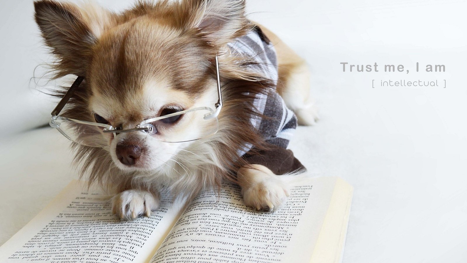 Обои очки, собака, щенок, книга, чихуахуа, glasses, dog, puppy, book, chihuahua разрешение 2048x1395 Загрузить