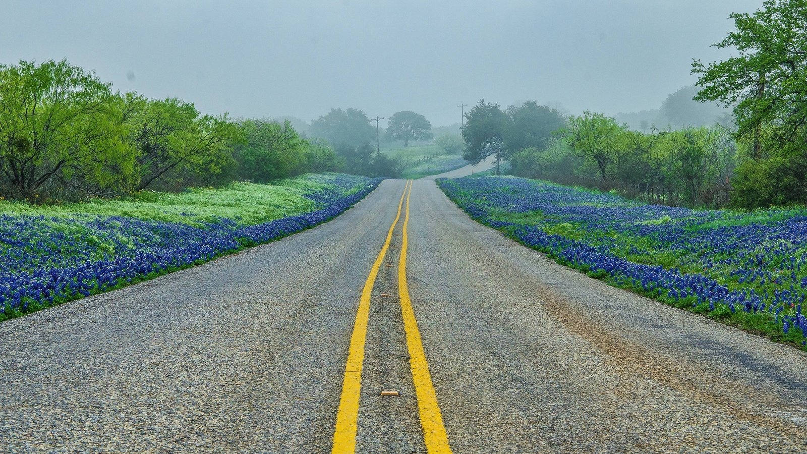 Обои дорога, деревья, пейзаж, туман, техас-хилл, road, trees, landscape, fog, texas hill разрешение 2560x1600 Загрузить