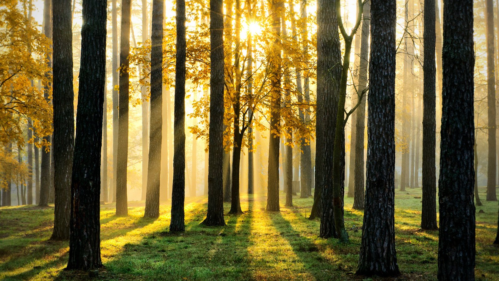 Обои свет, деревья, лес, пейзаж, light, trees, forest, landscape разрешение 1920x1200 Загрузить