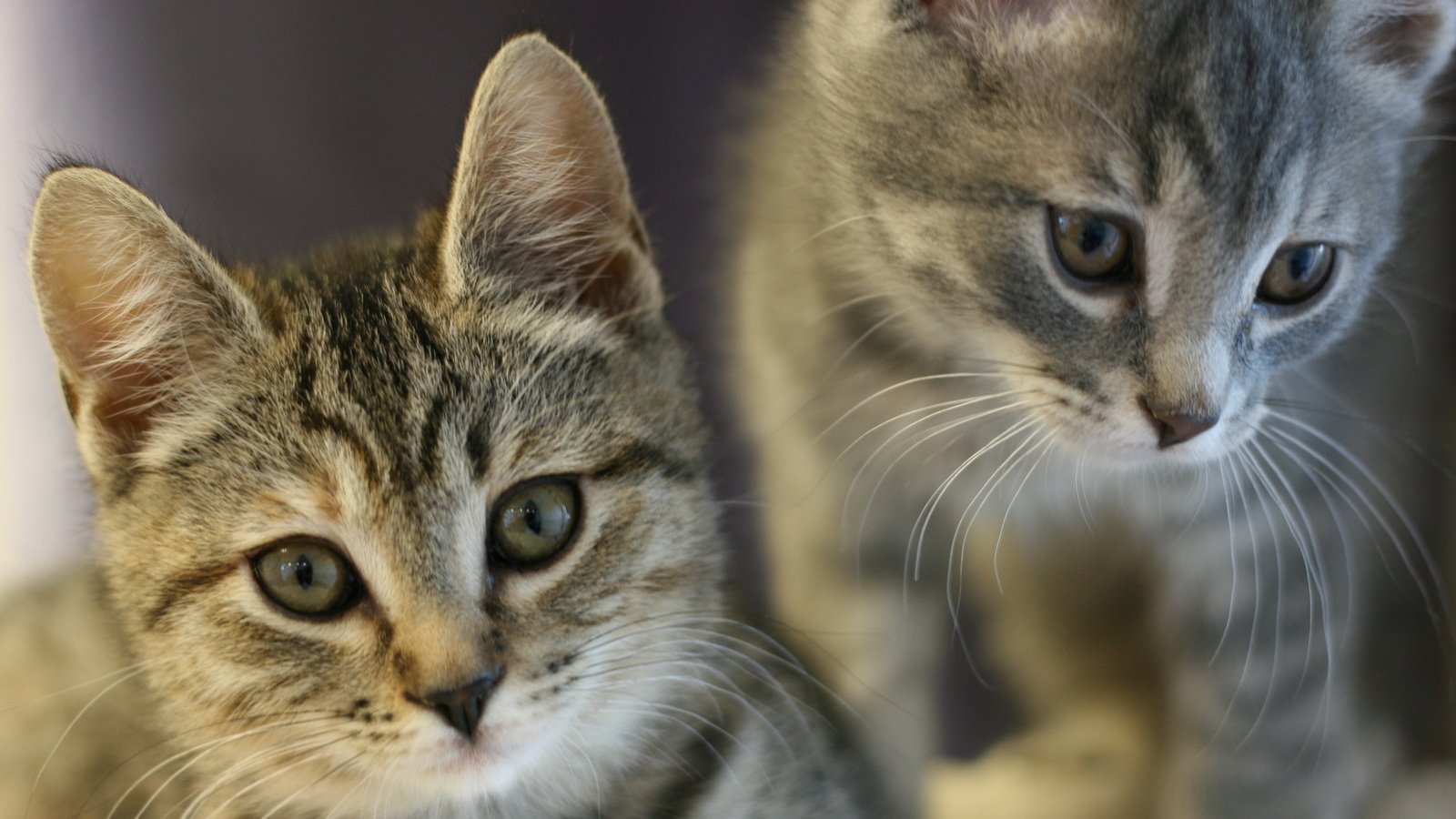 Обои взгляд, кошки, котята, мордочки, look, cats, kittens, faces разрешение 3888x2592 Загрузить