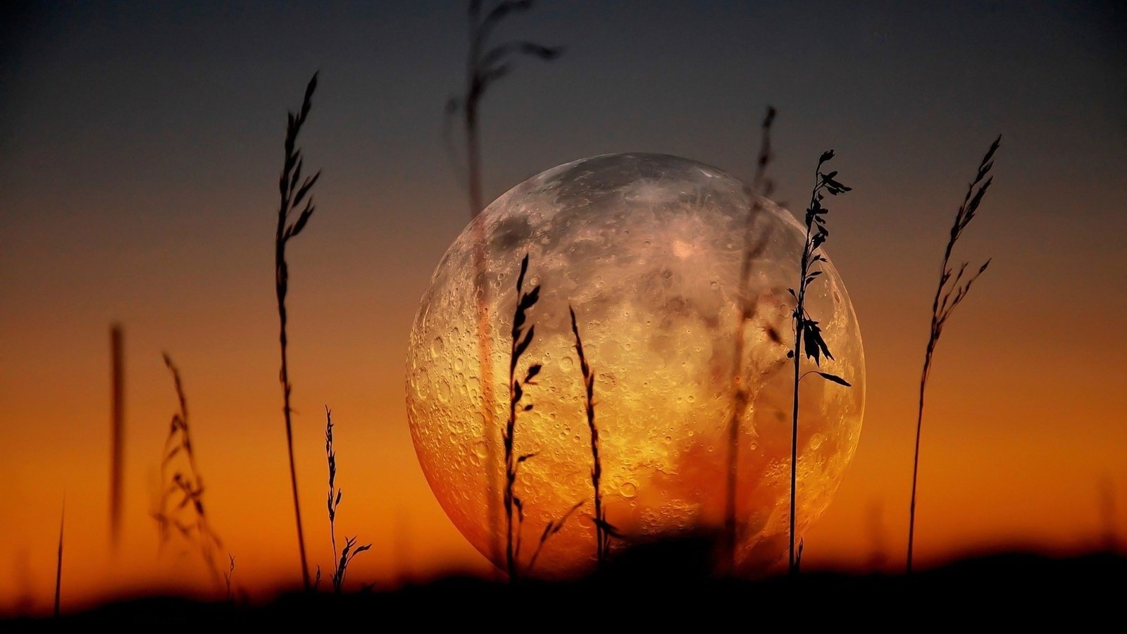 Обои трава, луна, на закате, grass, the moon, at sunset разрешение 1920x1080 Загрузить