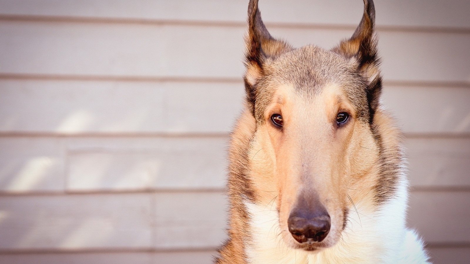 Обои взгляд, собака, друг, колли, короткошерстная, look, dog, each, collie, shorthair разрешение 1920x1280 Загрузить