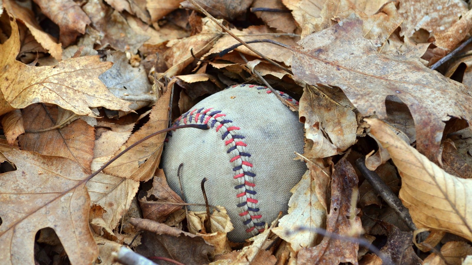 Обои листья, макро, осень, мяч, осенние, мяч.листья, leaves, macro, autumn, the ball, the ball.leaves разрешение 2560x1600 Загрузить