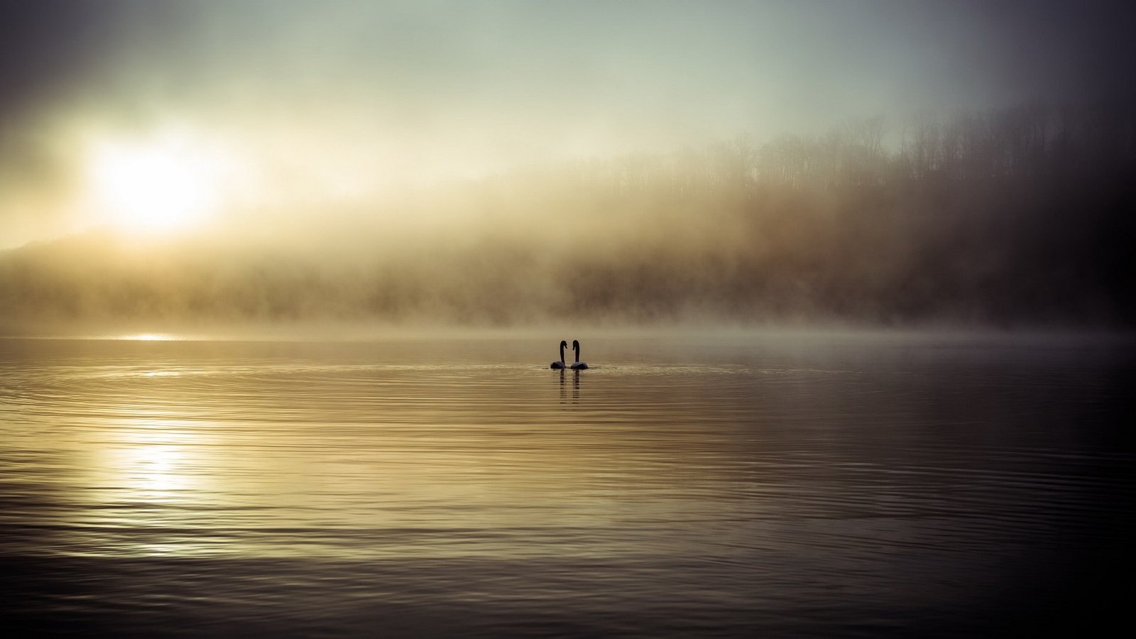 Обои озеро, туман, птицы, лебеди, lake, fog, birds, swans разрешение 1920x1080 Загрузить