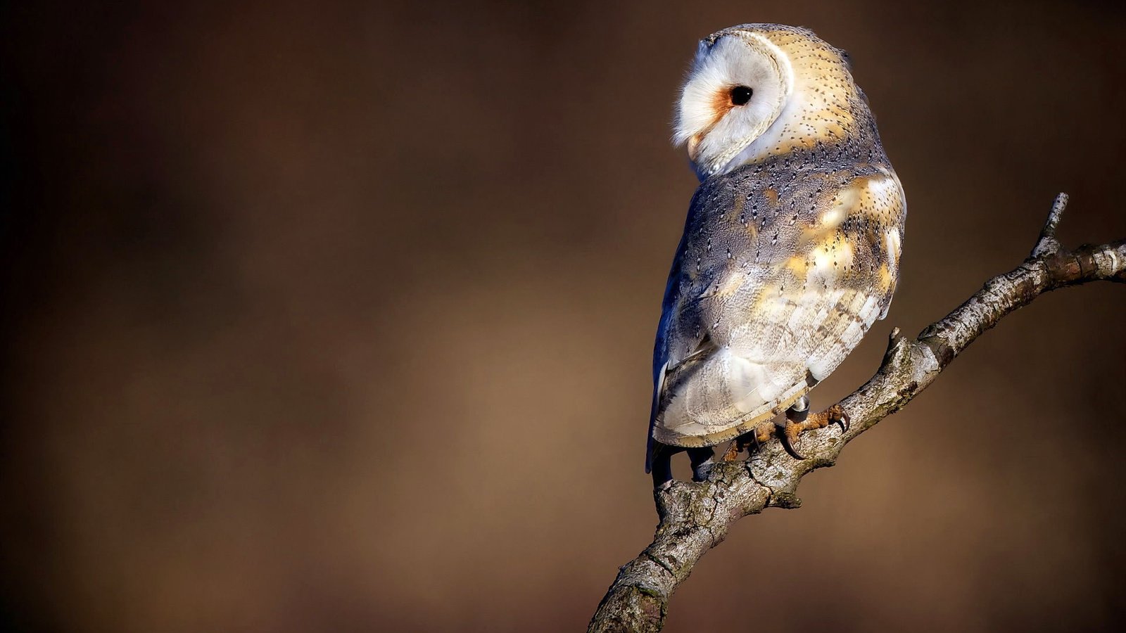 Обои сова, ветка, природа, взгляд, птица, сипуха, owl, branch, nature, look, bird, the barn owl разрешение 1920x1200 Загрузить