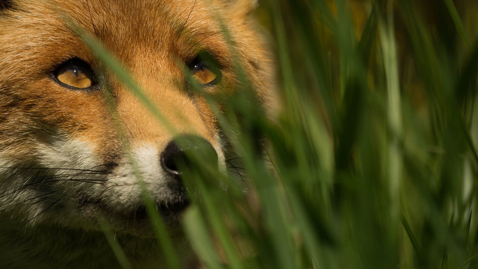 Обои трава, мордочка, взгляд, лиса, лисица, grass, muzzle, look, fox разрешение 1920x1200 Загрузить
