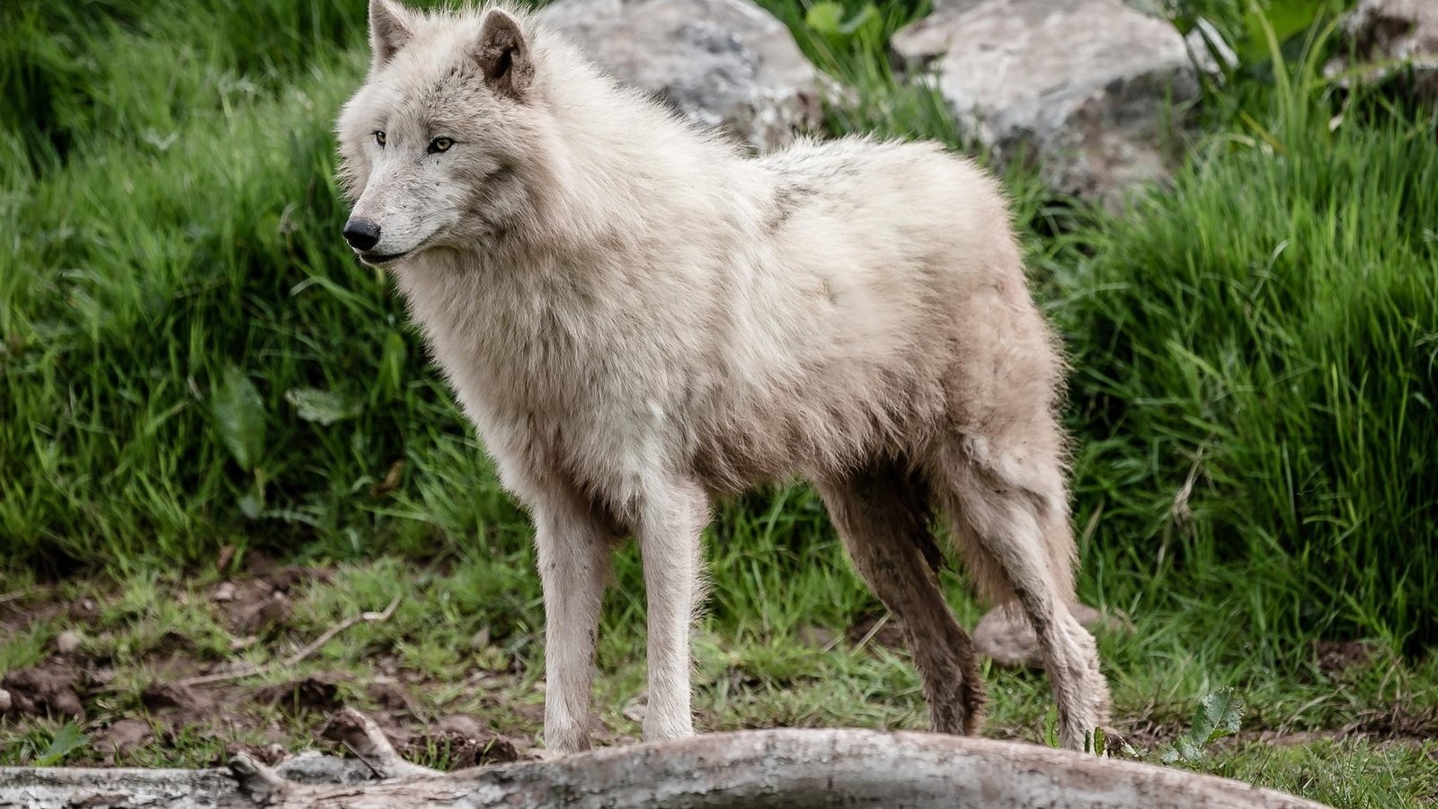 Обои поза, белый, хищник, мех, волк, красавец, pose, white, predator, fur, wolf, handsome разрешение 2048x1365 Загрузить