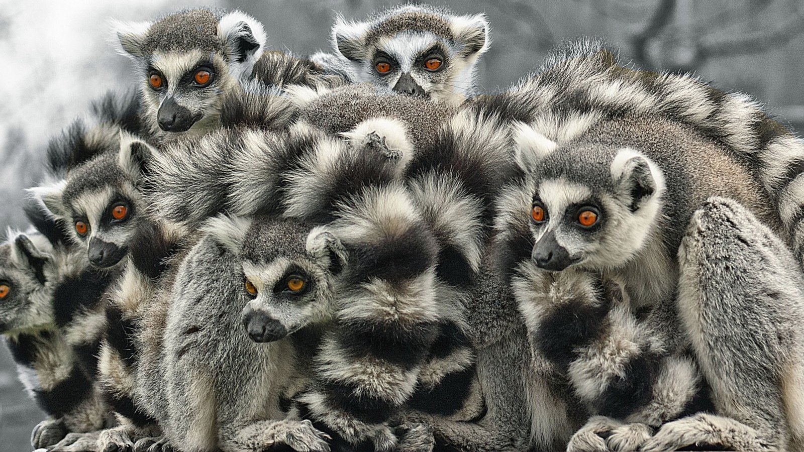 Обои белая, лемуры, лемур, блака, white, lemurs, lemur, black разрешение 1920x1080 Загрузить