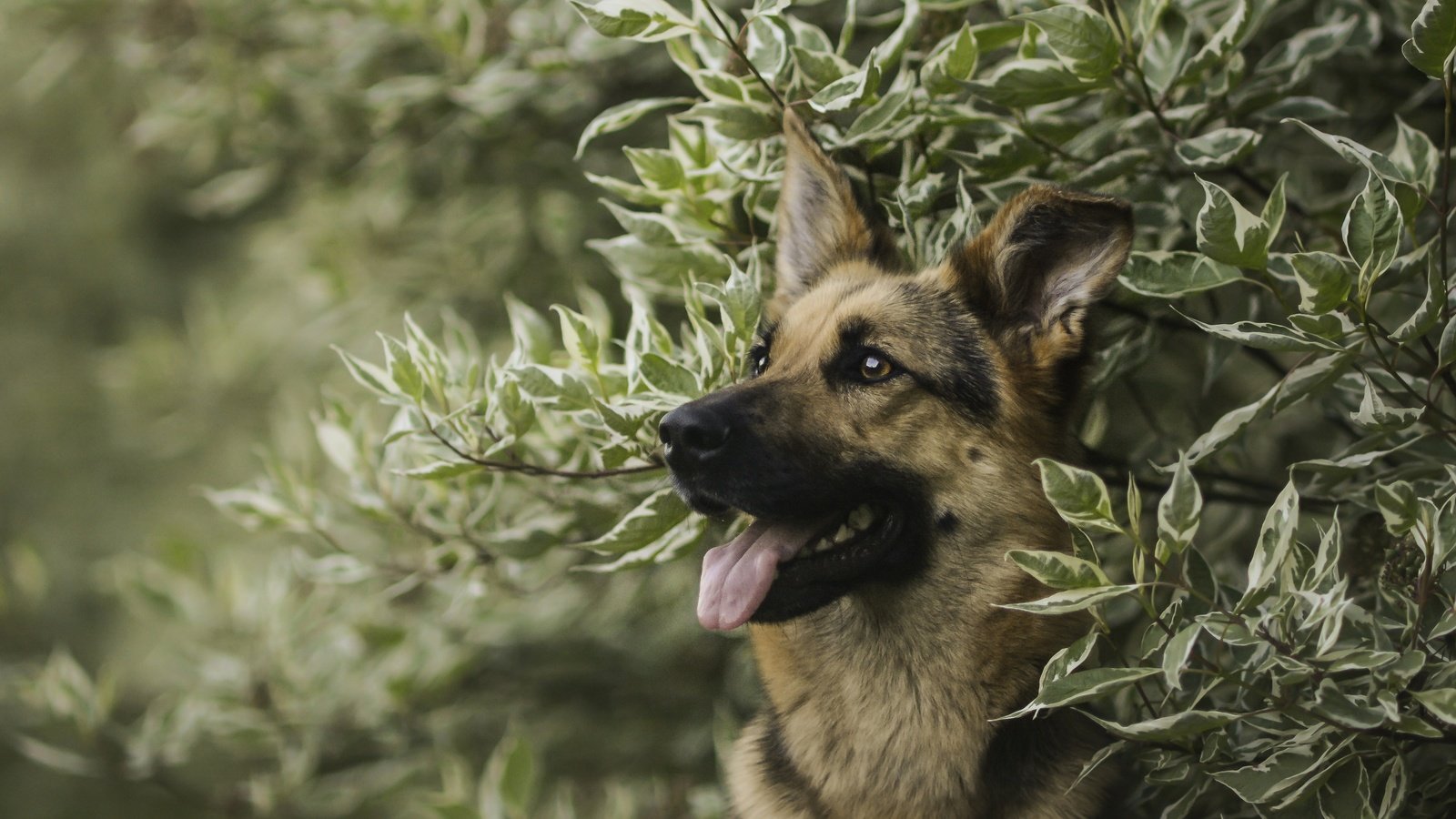 Обои морда, портрет, ветки, собака, немецкая овчарка, овчарка, face, portrait, branches, dog, german shepherd, shepherd разрешение 3600x2400 Загрузить